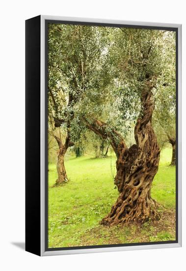 Italy, old Mediterranean olive trees. The botanical name Olea europaea, meaning 'European olive'-Emily Wilson-Framed Premier Image Canvas