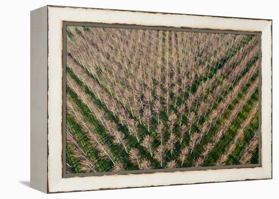 Italy, poplar trees plantation for paper pulp production-Michele Molinari-Framed Premier Image Canvas