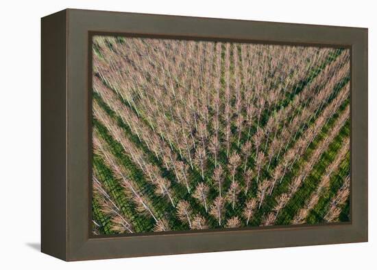 Italy, poplar trees plantation for paper pulp production-Michele Molinari-Framed Premier Image Canvas