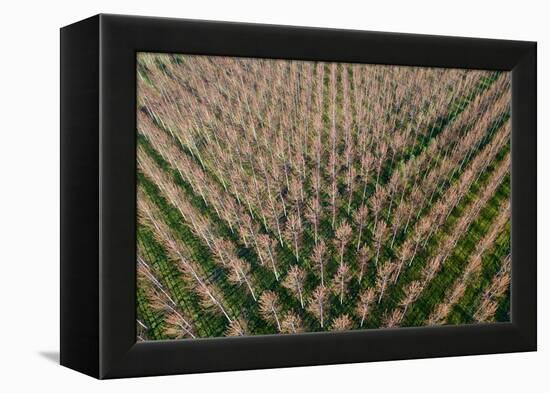 Italy, poplar trees plantation for paper pulp production-Michele Molinari-Framed Premier Image Canvas