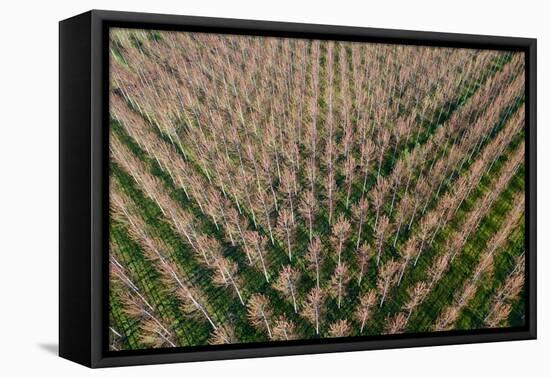 Italy, poplar trees plantation for paper pulp production-Michele Molinari-Framed Premier Image Canvas