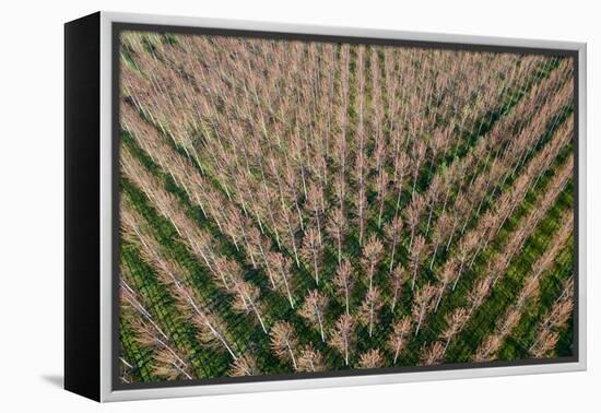 Italy, poplar trees plantation for paper pulp production-Michele Molinari-Framed Premier Image Canvas