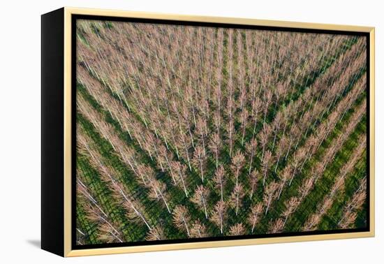 Italy, poplar trees plantation for paper pulp production-Michele Molinari-Framed Premier Image Canvas