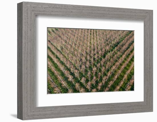 Italy, poplar trees plantation for paper pulp production-Michele Molinari-Framed Photographic Print
