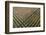 Italy, poplar trees plantation for paper pulp production-Michele Molinari-Framed Photographic Print