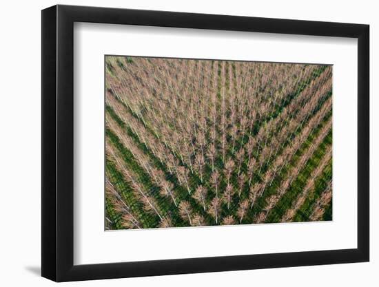 Italy, poplar trees plantation for paper pulp production-Michele Molinari-Framed Photographic Print