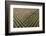 Italy, poplar trees plantation for paper pulp production-Michele Molinari-Framed Photographic Print