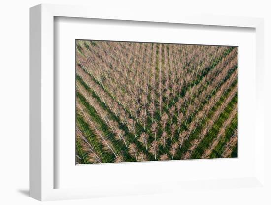 Italy, poplar trees plantation for paper pulp production-Michele Molinari-Framed Photographic Print