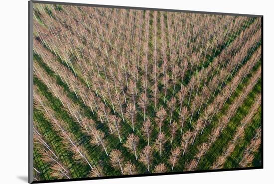 Italy, poplar trees plantation for paper pulp production-Michele Molinari-Mounted Photographic Print