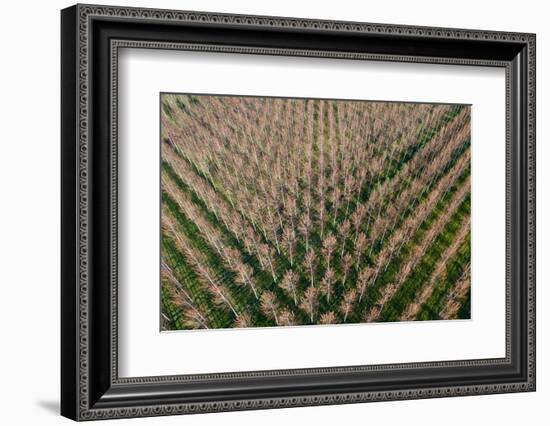 Italy, poplar trees plantation for paper pulp production-Michele Molinari-Framed Photographic Print