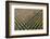 Italy, poplar trees plantation for paper pulp production-Michele Molinari-Framed Photographic Print