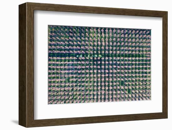 Italy, poplar trees plantation for paper pulp production-Michele Molinari-Framed Photographic Print