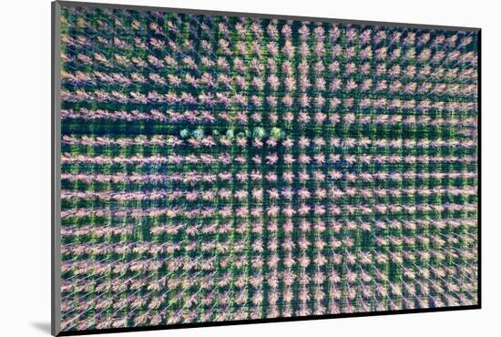 Italy, poplar trees plantation for paper pulp production-Michele Molinari-Mounted Photographic Print