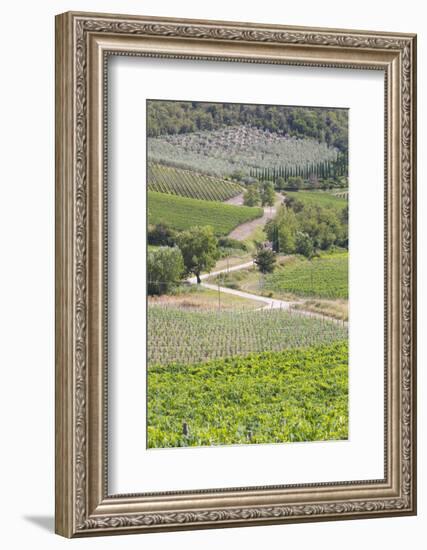 Italy, Radda. Vineyards and Olive Groves-Jaynes Gallery-Framed Photographic Print