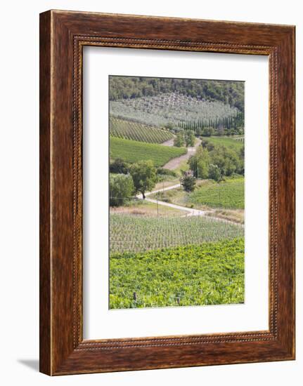 Italy, Radda. Vineyards and Olive Groves-Jaynes Gallery-Framed Photographic Print