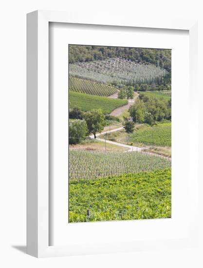 Italy, Radda. Vineyards and Olive Groves-Jaynes Gallery-Framed Photographic Print