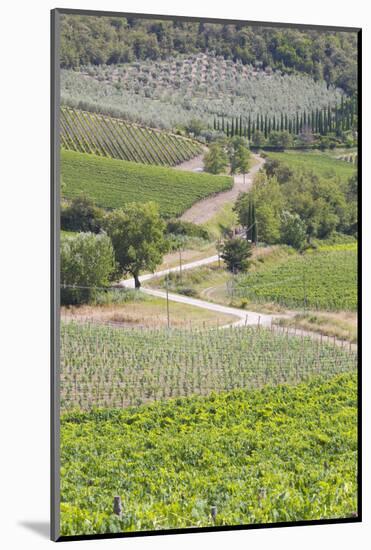 Italy, Radda. Vineyards and Olive Groves-Jaynes Gallery-Mounted Photographic Print