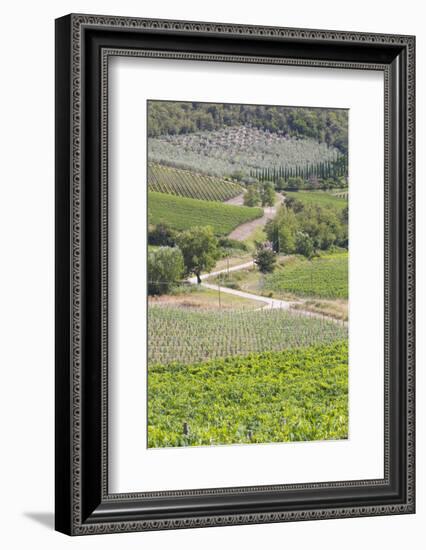 Italy, Radda. Vineyards and Olive Groves-Jaynes Gallery-Framed Photographic Print
