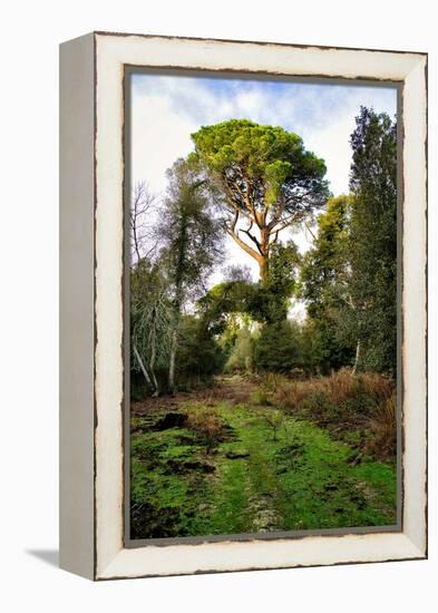 Italy, Riserva Naturale di Massaciuccoli San Rossore, protected coastal forest in Tuscany.-Michele Molinari-Framed Premier Image Canvas