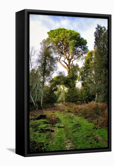 Italy, Riserva Naturale di Massaciuccoli San Rossore, protected coastal forest in Tuscany.-Michele Molinari-Framed Premier Image Canvas