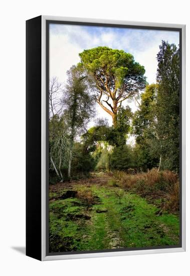 Italy, Riserva Naturale di Massaciuccoli San Rossore, protected coastal forest in Tuscany.-Michele Molinari-Framed Premier Image Canvas