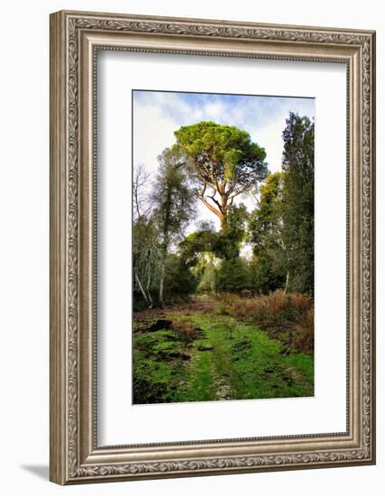 Italy, Riserva Naturale di Massaciuccoli San Rossore, protected coastal forest in Tuscany.-Michele Molinari-Framed Photographic Print