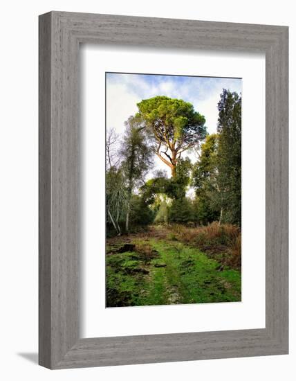 Italy, Riserva Naturale di Massaciuccoli San Rossore, protected coastal forest in Tuscany.-Michele Molinari-Framed Photographic Print