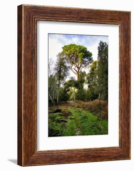 Italy, Riserva Naturale di Massaciuccoli San Rossore, protected coastal forest in Tuscany.-Michele Molinari-Framed Photographic Print