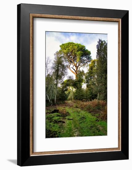 Italy, Riserva Naturale di Massaciuccoli San Rossore, protected coastal forest in Tuscany.-Michele Molinari-Framed Photographic Print