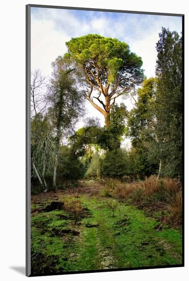 Italy, Riserva Naturale di Massaciuccoli San Rossore, protected coastal forest in Tuscany.-Michele Molinari-Mounted Photographic Print