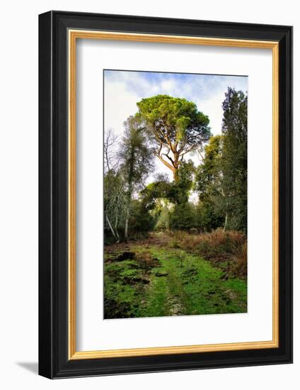 Italy, Riserva Naturale di Massaciuccoli San Rossore, protected coastal forest in Tuscany.-Michele Molinari-Framed Photographic Print