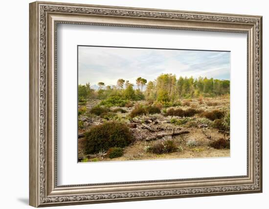 Italy, Riserva Naturale di Massaciuccoli San Rossore, protected coastal forest in Tuscany.-Michele Molinari-Framed Photographic Print