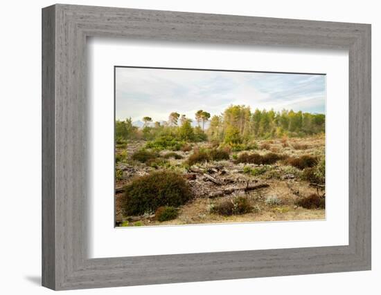 Italy, Riserva Naturale di Massaciuccoli San Rossore, protected coastal forest in Tuscany.-Michele Molinari-Framed Photographic Print