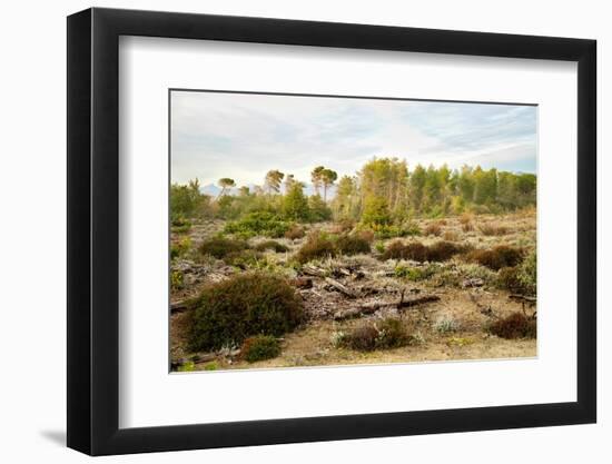 Italy, Riserva Naturale di Massaciuccoli San Rossore, protected coastal forest in Tuscany.-Michele Molinari-Framed Photographic Print