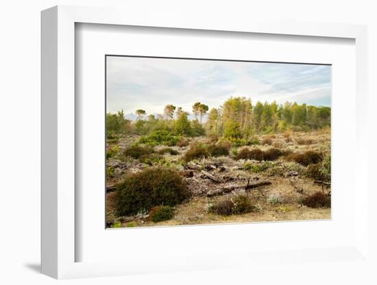 Italy, Riserva Naturale di Massaciuccoli San Rossore, protected coastal forest in Tuscany.-Michele Molinari-Framed Photographic Print