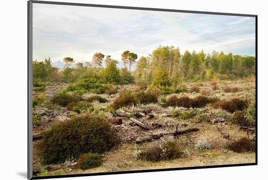 Italy, Riserva Naturale di Massaciuccoli San Rossore, protected coastal forest in Tuscany.-Michele Molinari-Mounted Photographic Print