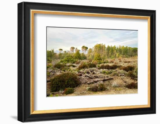 Italy, Riserva Naturale di Massaciuccoli San Rossore, protected coastal forest in Tuscany.-Michele Molinari-Framed Photographic Print