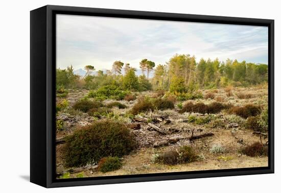 Italy, Riserva Naturale di Massaciuccoli San Rossore, protected coastal forest in Tuscany.-Michele Molinari-Framed Premier Image Canvas