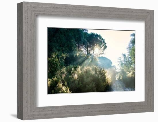 Italy, Riserva Naturale di Massaciuccoli San Rossore, protected  forest in Tuscany. Winter views.-Michele Molinari-Framed Photographic Print