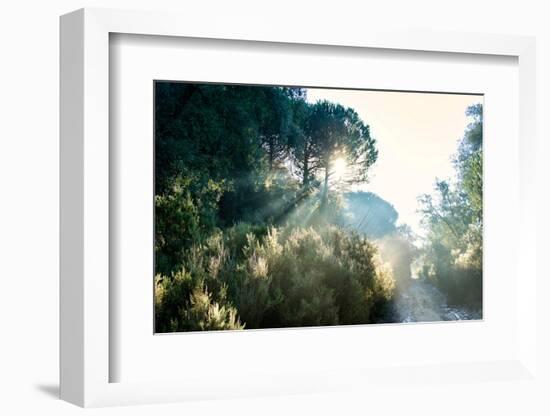 Italy, Riserva Naturale di Massaciuccoli San Rossore, protected  forest in Tuscany. Winter views.-Michele Molinari-Framed Photographic Print