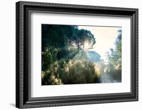 Italy, Riserva Naturale di Massaciuccoli San Rossore, protected  forest in Tuscany. Winter views.-Michele Molinari-Framed Photographic Print