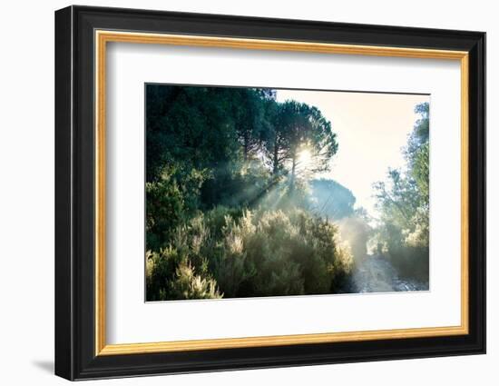 Italy, Riserva Naturale di Massaciuccoli San Rossore, protected  forest in Tuscany. Winter views.-Michele Molinari-Framed Photographic Print