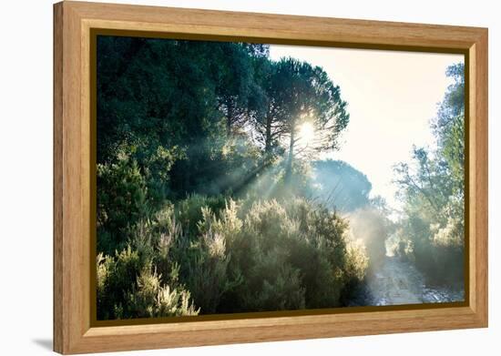 Italy, Riserva Naturale di Massaciuccoli San Rossore, protected  forest in Tuscany. Winter views.-Michele Molinari-Framed Premier Image Canvas