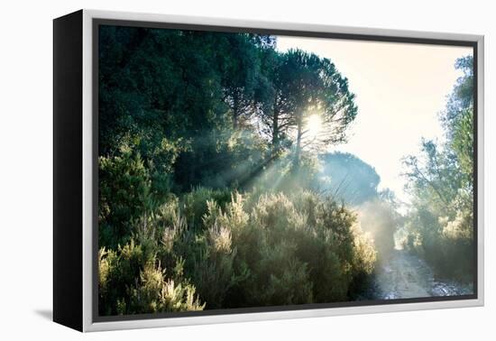 Italy, Riserva Naturale di Massaciuccoli San Rossore, protected  forest in Tuscany. Winter views.-Michele Molinari-Framed Premier Image Canvas