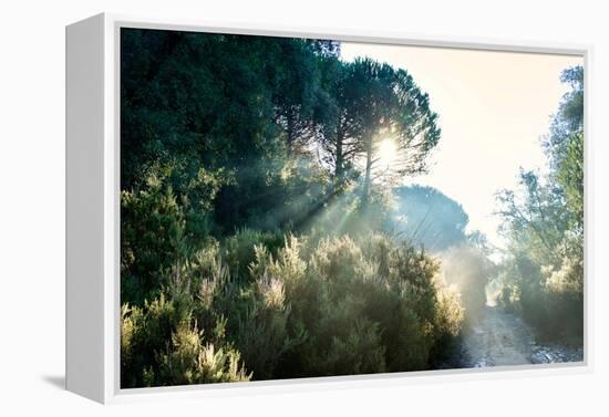 Italy, Riserva Naturale di Massaciuccoli San Rossore, protected  forest in Tuscany. Winter views.-Michele Molinari-Framed Premier Image Canvas