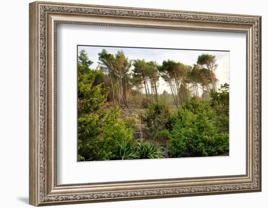 Italy, Riserva Naturale di Massaciuccoli San Rossore, protected forest in Tuscany. Winter views.-Michele Molinari-Framed Photographic Print