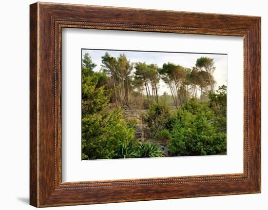 Italy, Riserva Naturale di Massaciuccoli San Rossore, protected forest in Tuscany. Winter views.-Michele Molinari-Framed Photographic Print