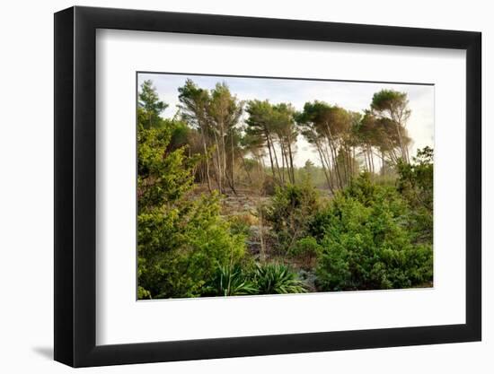 Italy, Riserva Naturale di Massaciuccoli San Rossore, protected forest in Tuscany. Winter views.-Michele Molinari-Framed Photographic Print