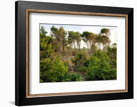 Italy, Riserva Naturale di Massaciuccoli San Rossore, protected forest in Tuscany. Winter views.-Michele Molinari-Framed Photographic Print