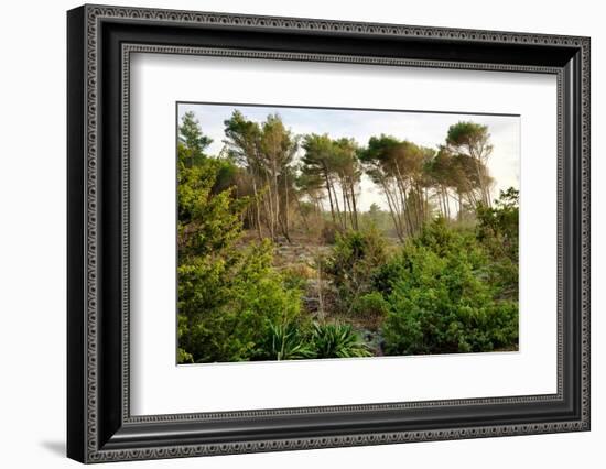 Italy, Riserva Naturale di Massaciuccoli San Rossore, protected forest in Tuscany. Winter views.-Michele Molinari-Framed Photographic Print